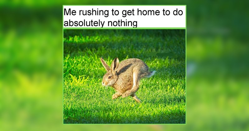 28 Fairytale Forest Animals Frolicking in Your Mind Rent Free