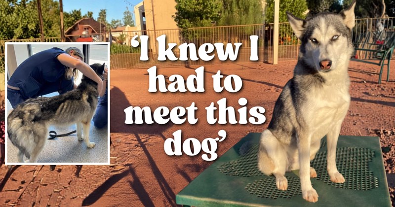 Story of Zira, the rescue husky | Thumbnail includes one picture of a husky in a dog park, one picture of a husky in a vet's office, and one picture of text including '‘I knew I had to meet this dog’'
