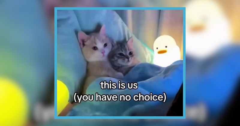 22 Cuddly Cat Couples Cozying Up For Sunday Snuggles