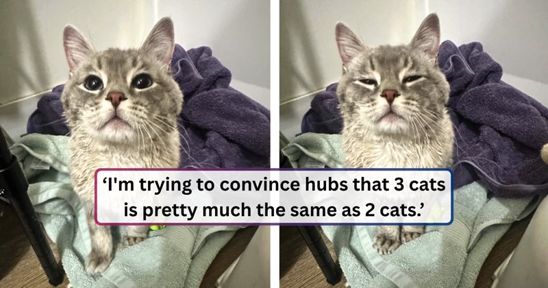 22 text pictures, 3 cat pictures | thumbnail includes two pictures of a cat, and ‘I'm trying to convince hubs that 3 cats is pretty much the same as 2 cats.’
