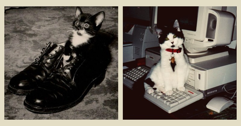 35 cat pictures | thumbnail includes two pictures of cats