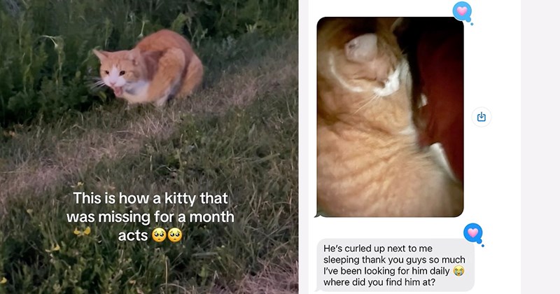 wholesome pet parents pets cat people kitten animal rescue Cats animals rescue Cats - 46030853