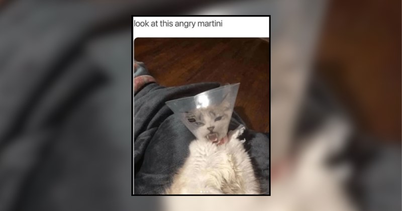 humor wholesome hilarious wholesome cats adorable cats Memes funny cats funny cat memes Cats - 46035973