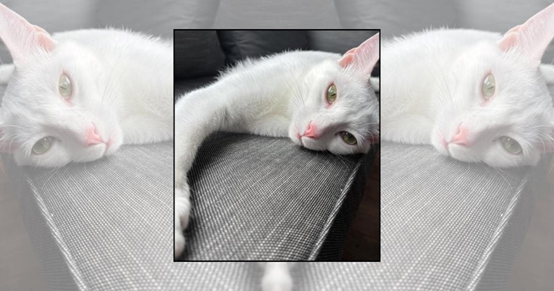 wholesome cats adorable cats cat pictures cute cats funny cats Cats Cats - 46038277