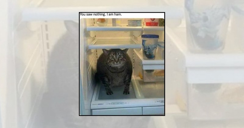 Cats weird cats cat pictures cat logic funny cat pictures cat behavior cats are weird cat memes - 46038533