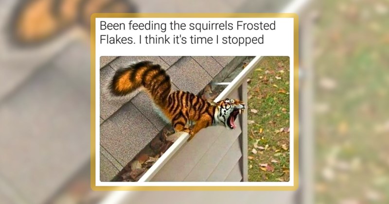 29 animal memes | thumbnail includes one meme including 'Been feeding the squirrels Frosted Flakes. I think it's time I stopped'