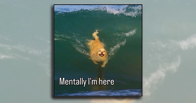 humor wholesome dogs pet parents fur family pets puppies doggo comedy funny animals Doggos - 46042885