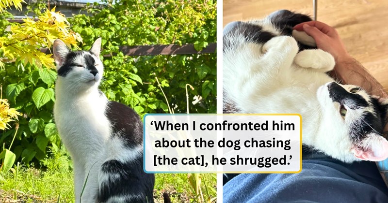 23 text pictures, 4 cat pictures | thumbnail includes two pictures of a cat, and 'When I confronted him about the dog chasing [the cat], he shrugged.'