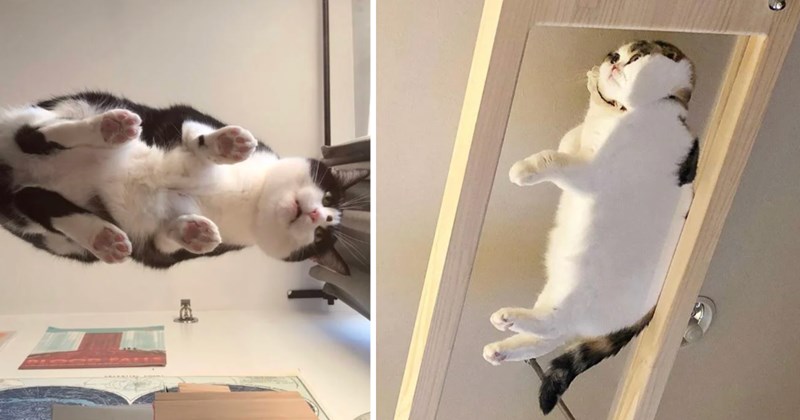 28 pictures of cats | thumbnail includes two pictures of cats