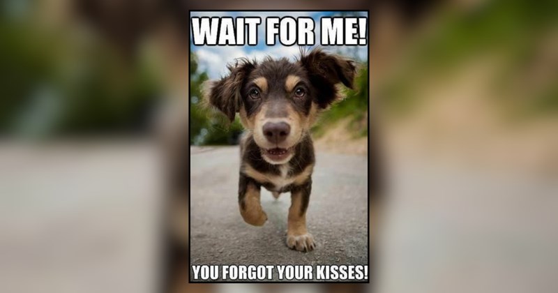 Big Woof Energy Dog Memes For Dog Dads Feeling Strong This Summer