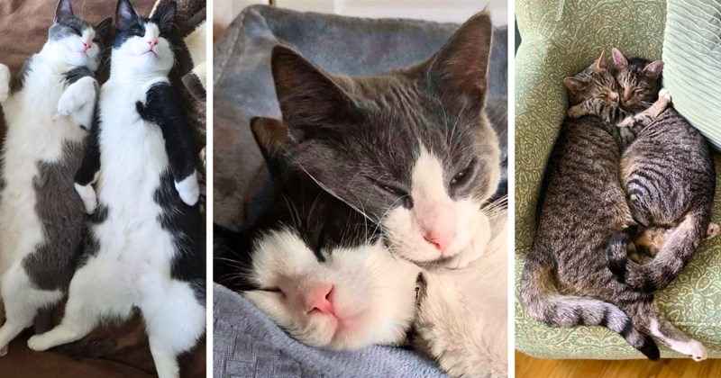 30 cat pictures | thumbnail includes three pictures of pairs of cats cuddling each other