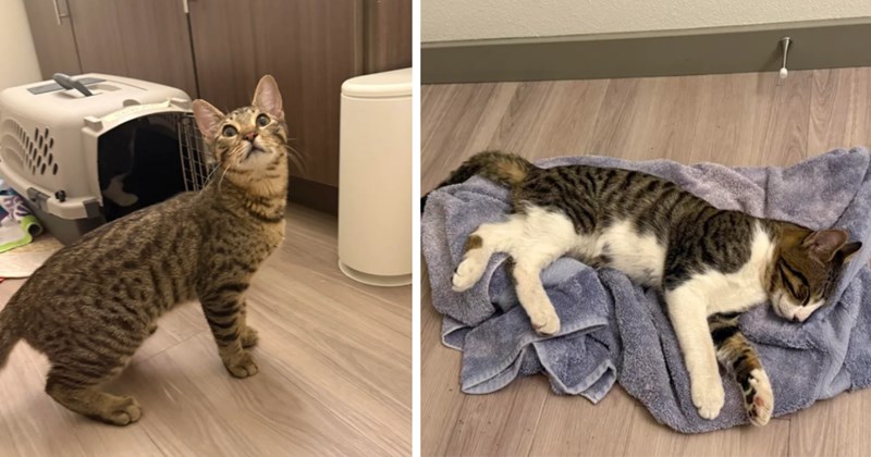 Two adorable teen kittens dumped next to a river, couple who finds them change their minds about bringing them to a shelter after seeing how cuddly they are
