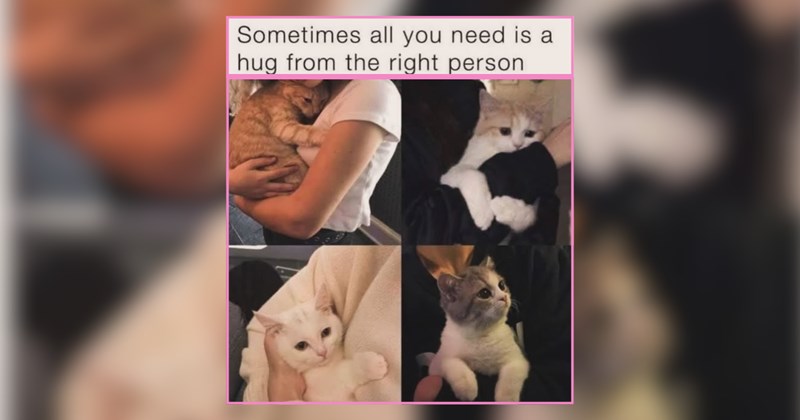 34 Comfort Cats Bringing a Meowment of Calm One Purr at a Time