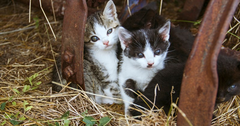 New York City feral mama cat gives birth to 4 kittens, local family catches one of them, determined to save the whole litter