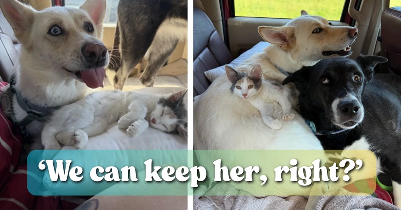 Story of dog loving couple adopting kitten on road trip | Thumbnail includes two pictures of two dogs and a kitten in a car on a road trip, and 1 picture of text including '‘We can keep her, right?’'