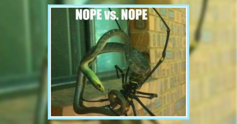 29 Old School Animal Memes Full 90s Nostalgia Silliness | thumbnail includes one image which shows a snake fighting a spider in mid air ‘NOPE vs. NOPE’