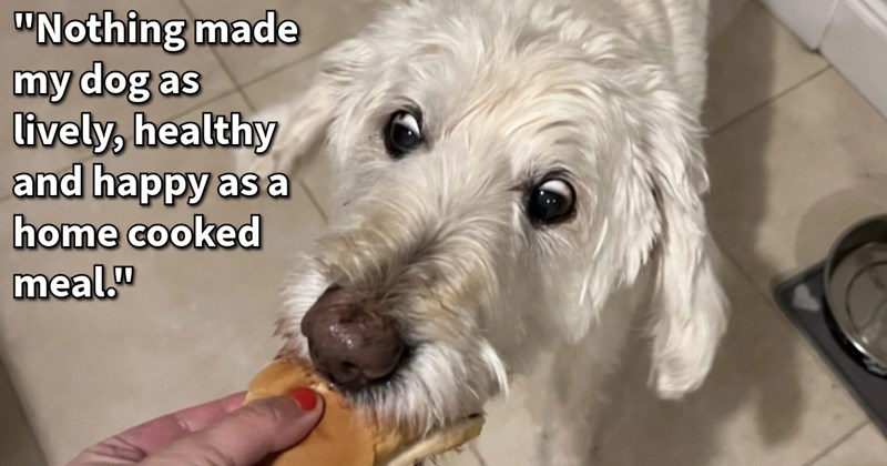 Dish Up Delicious Dog Food Home: 13 Pawrent Recipes Recommendations | thumbnail includes one image which shows a white fluffy dog eating hot dog from hand of person ‘“Nothing made my dog as lively, healthy and happy as a home cooked meal.”’