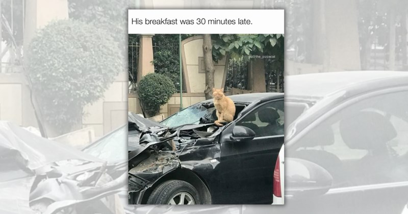 50 cat memes | Thumbnail includes one meme including 'His breakfast was 30 minutes late. @the_pizzacat'