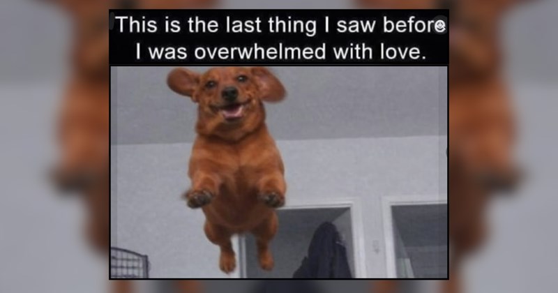 28 Happy Doggos for a Softer State of Mind