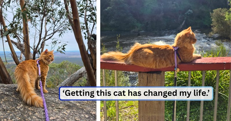 14 text pictures, 6 cat pictures | thumbnail includes two pictures of an orange cat on a leash walk, and ‘Getting this cat has changed my life.’