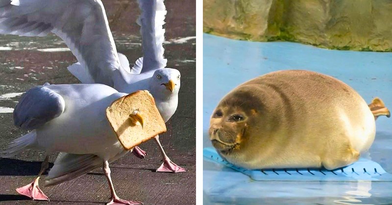 33 animal pictures | thumbnail includes one seal picture, and one seagull picture