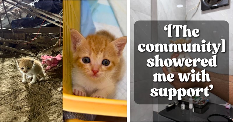 Story of rescue and community support of rescue kitten | Thumbnail includes one picture of an orange kitten in a construction site and at home, one picture of an orange kitten being held in a room, and one picture of text including '‘[The community] showered me with support’'