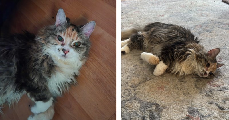 Worried cat dad receives good news that his 15-year-old soul cat Sunflower is purrfectly healthy, leading him to reflect on the special and unique things that make her her: 'A "little" about her...'
