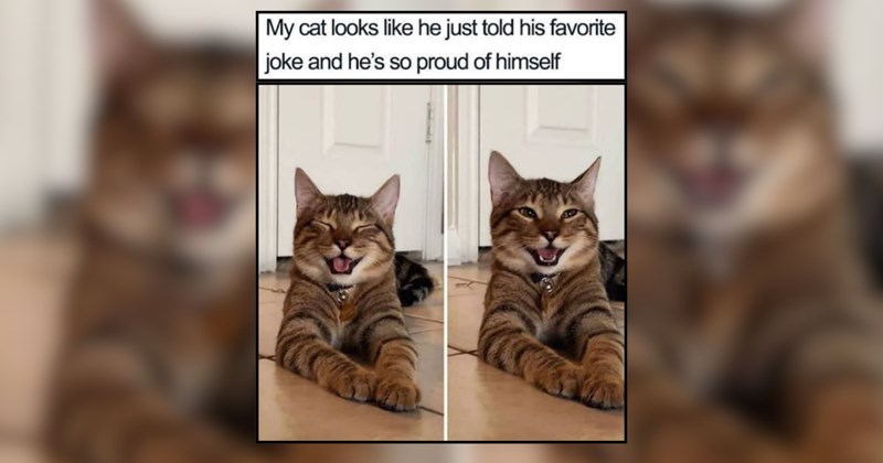 26 Smiley Cats Reminding You to Appreciate Life and Love 
