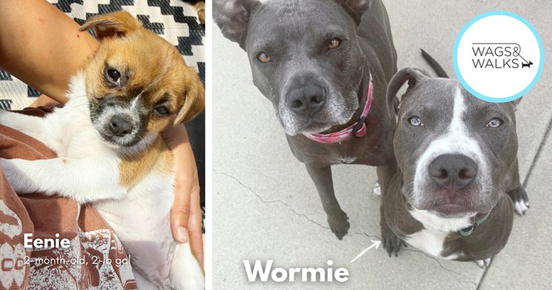 31 Awwdorable Adoptable LA Puppers Waiting fur You Ditch Work Give them Furever Home | thumbnail includes two images one image shows a brown and white puppy ‘Eenie 2-month-old, 2-lb gal’, the other image shows two dark gray and white dogs sitting on floor ‘Wormie Wags & Walks’