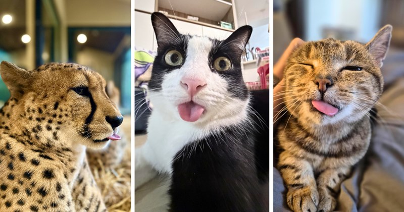 27 cat pictures | thumbnail includes three pictures of cats