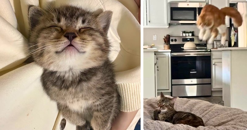 32 pictures of cute cats and kittens | Thumbnail includes one picture of a kitten sleeping and one picture of a cat pouncing on another cat