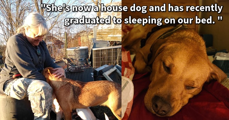 Injured skittish dog who hid hay barn after being dumped slowly learns trust farmer, after years cautious interactions finally becomes house dog, farmer says: took six months hard work on my part before she would let pet her. | thumbnail includes two images one image shows a older woman hugging a brown dog outdoors, the other image shows a brown dog sleeping on a couch ‘“She’s now a house dog and has recently graduated to sleeping on our bed.”’