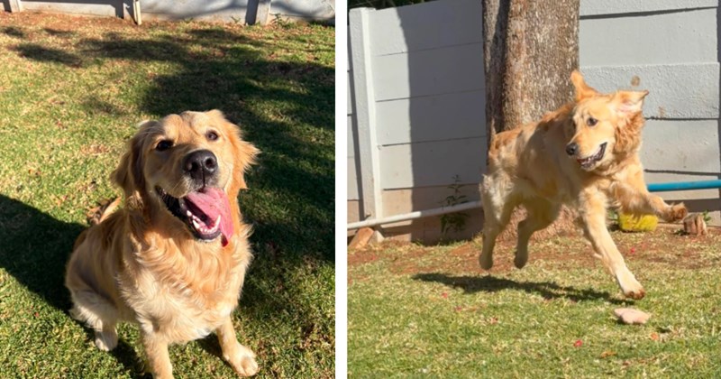Desperate dog mom worries for her boy Kaida when he comes back from dog hotel completely different, the internet assures her that there's a light at the end of the puppy tunnel: 'You are just in the peak teen stage'
