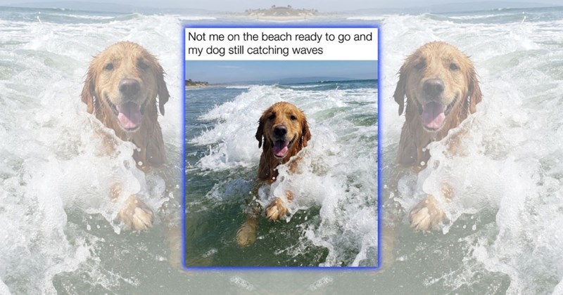 ocean beach funny doggos sand beach doggos Doggos - 46061573