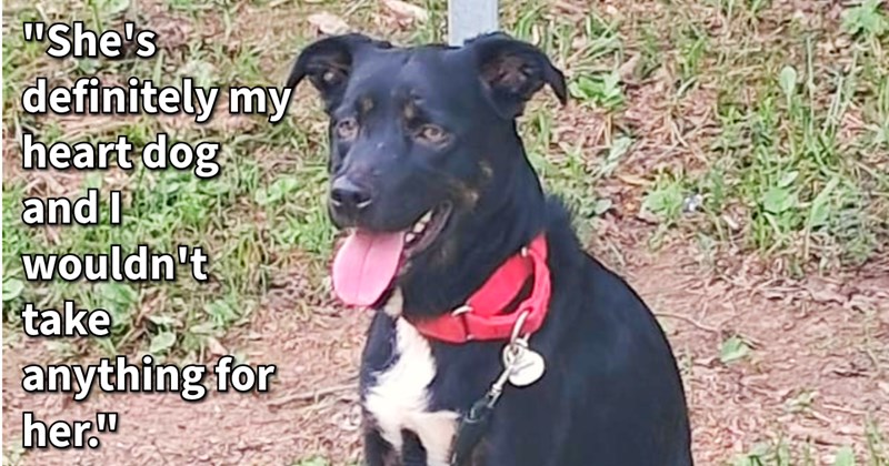 Brave dog saves pregnant pawrent unborn baby’s life when out of control hooman tried attack them, police animal control praise pup for her heroism: ‘ gave her treats, said that she was only protecting her owner’ | thumbnail includes one image which shows a black and white dog sitting panting in park ‘“She’s definitely my heart dog and I wouldn’t take anything for her.”’