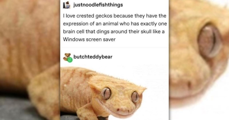 hilarious funny posts the internets tumblr relatable memes relatable tumblr gems tumblr memes funny memes funny tumblr posts Memes posts funny funny tumblr Funny Memes - 46063109
