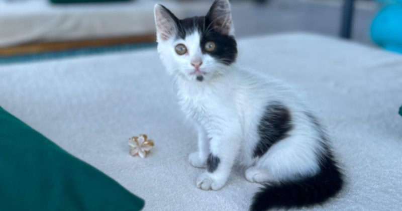 Tiny motherless kitten in Turkey found on the streets by traveling couple, they desperately try to find a foster home for the darling before their vacation ends