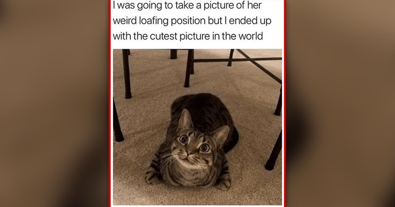 funny and wholesome cat memes | thumbnail includes one meme of a cat sitting in a funny position 'I was going to take a picture of her weird loafing position but I ended up with the cutest picture in the world'