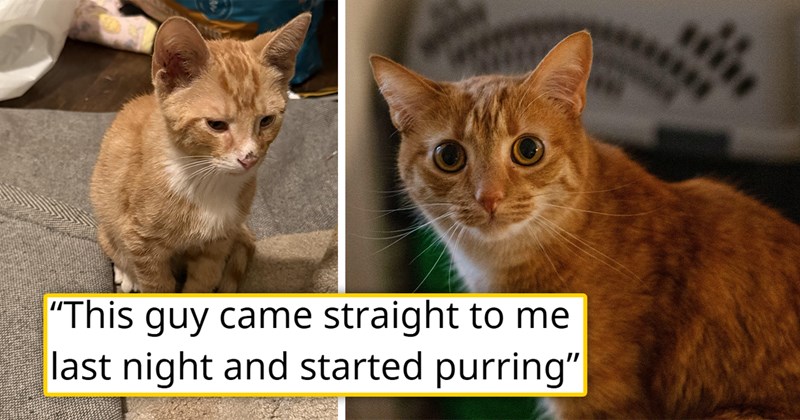 story about someone trying to reunite a lost cat with its family being told that they don't want it | thumbnail includes two pictures of cute orange cats 'this guy came straight to me last night and started purring'