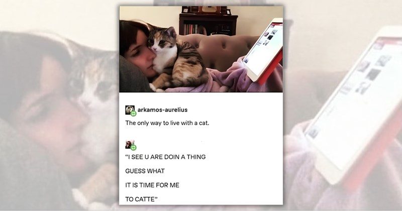 24 cat memes | Thumbnail includes one meme including 'arkamos-aurelius The only way to live with a cat. 16 "I SEE U ARE DOIN A THING GUESS WHAT IT IS TIME FOR ME TO CATTE"'
