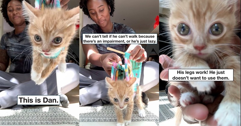 humor pet parents pets cat people kitten comedy orange cats Cats funny animals Cats - 46070789