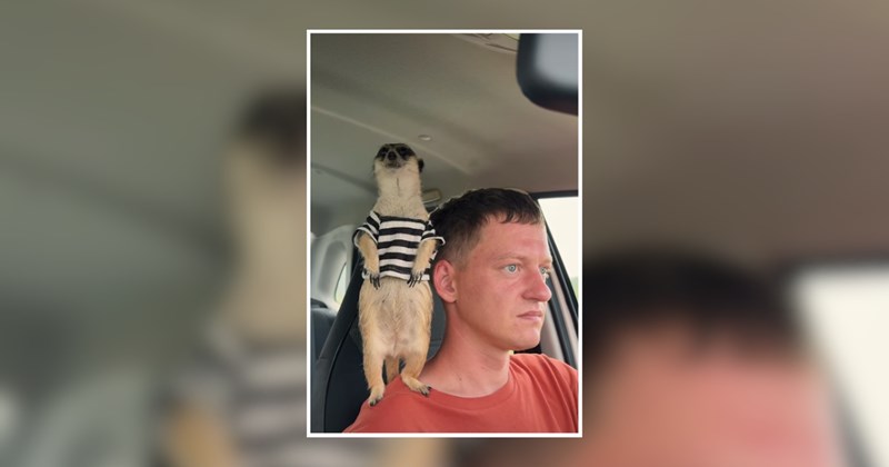 wholesome meerkat Meerkats cute animals cute wholesome animals Animals - 46073093