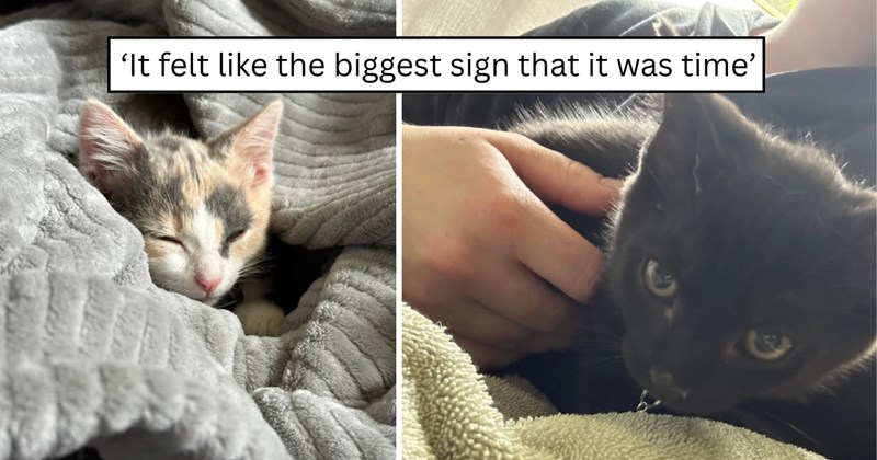 38 pictures of cats and text | thumbnail includes two pictures of cats and one picture of text including '‘It felt like the biggest sign that it was time’' 