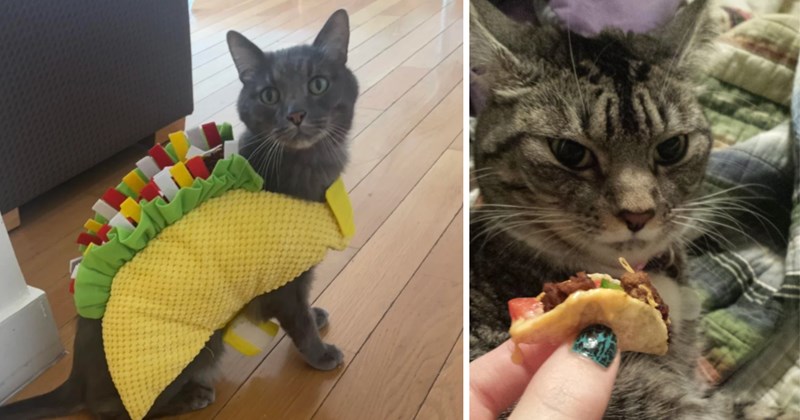 28 cat pictures | thumbnail includes two pictures of cats 