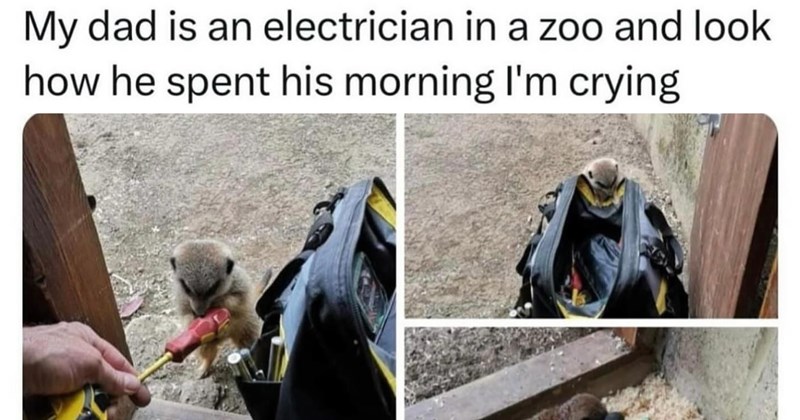 29 Heartwarming Animal Memes Warm Your Soul When Frozen from AC | thumbnail includes one image which shows a meerkat being handed a screwdriver ‘My dad is an electrician in a zoo and look how he spent his morning I’m crying’
