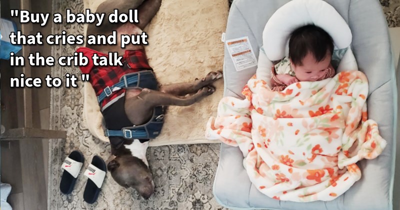 15 Wholesome Ways to Prepare your Pup for Arrival Your Hooman Baby | thumbnail includes one image which shows a black and white dog wearing a tartan jacket lying on dog bed on floor next to baby in swaddle ‘“Buy a baby doll that cries and put it in the crib talk nice to it”’