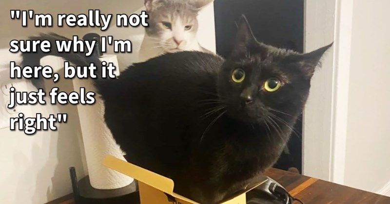 15 Reasons ‘If I Fits I Sits’ Cats Can’t Live Without Boxes | thumbnail includes one image which shows a black cat trying to sit in a tiny box and white cat behind looking unimpressed ‘“I’m really not sure why I’m here, but it just feels right”’