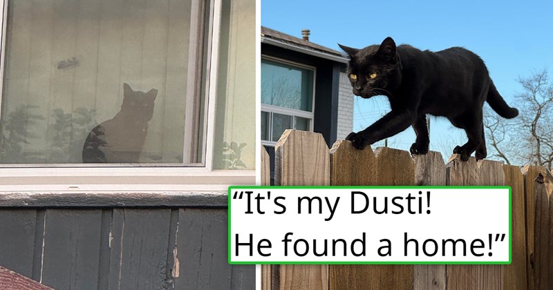 story about someone finding out that the stray cat they've been feeding has been adopted | thumbnail includes two pictures including a cat behind a curtain looking out the window and a black cat walking on a fense 'it's my Dusti! He found a home!'