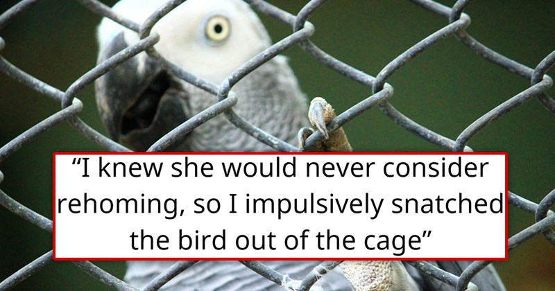 story about someone stealing their friend's neglected parrot | thumbnail includes one picture of a parrot in a cage 'I knew she would never consider rehoming, so I impulsively snatched the bird out of the cage'