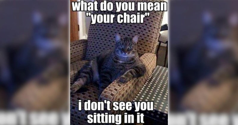 26 Feline-Filled Funny Memes for a Moment of Pawdorable Peace (July 14, 2026)